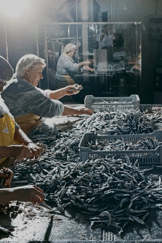 Armatore Anchovy Fillets in Olive Oil