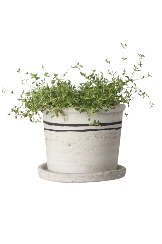 Lisbon Herb Pot