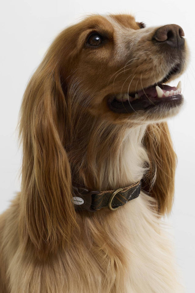 Printed Dog Collar - Classic Tartan