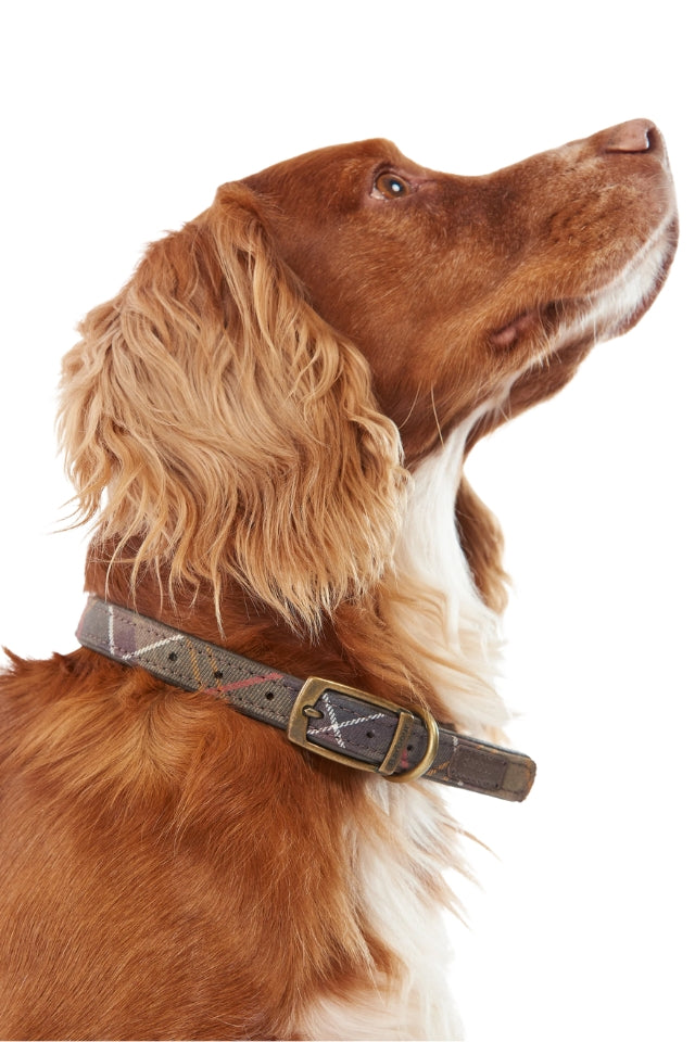 Printed Dog Collar - Classic Tartan