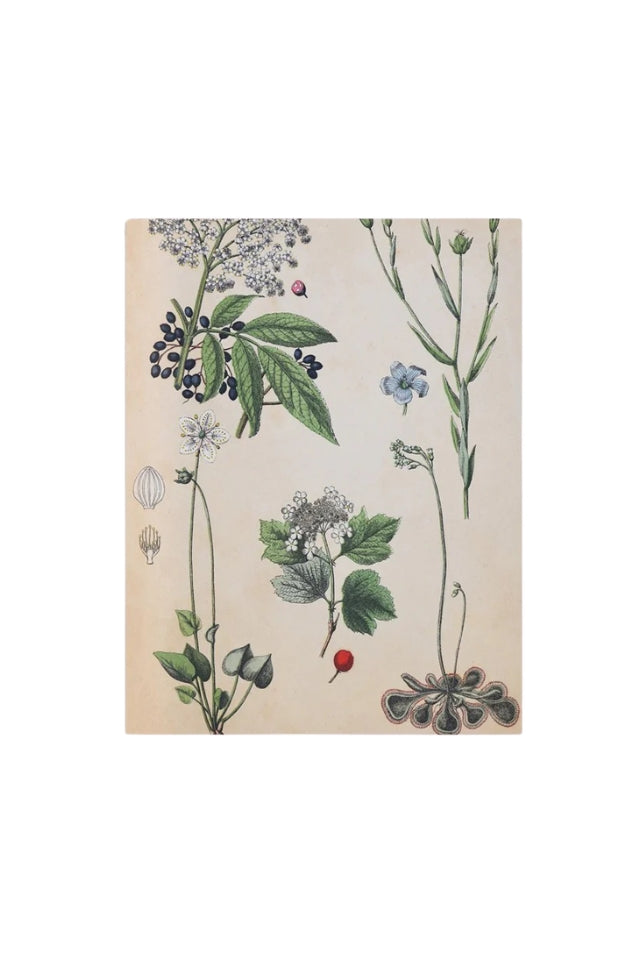 Tea Towel - Field Botany