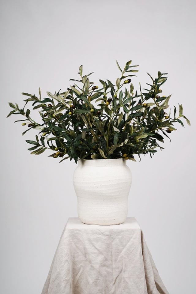 Olive Branch