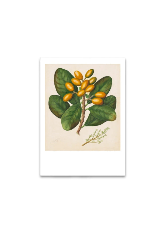 Sarah Featon - Print - Karaka