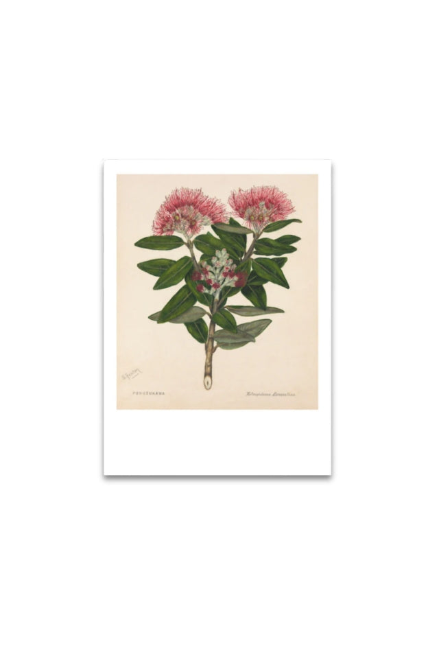 Sarah Featon - Print - Pohutukawa