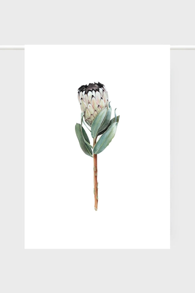 Tea Towel - Protea