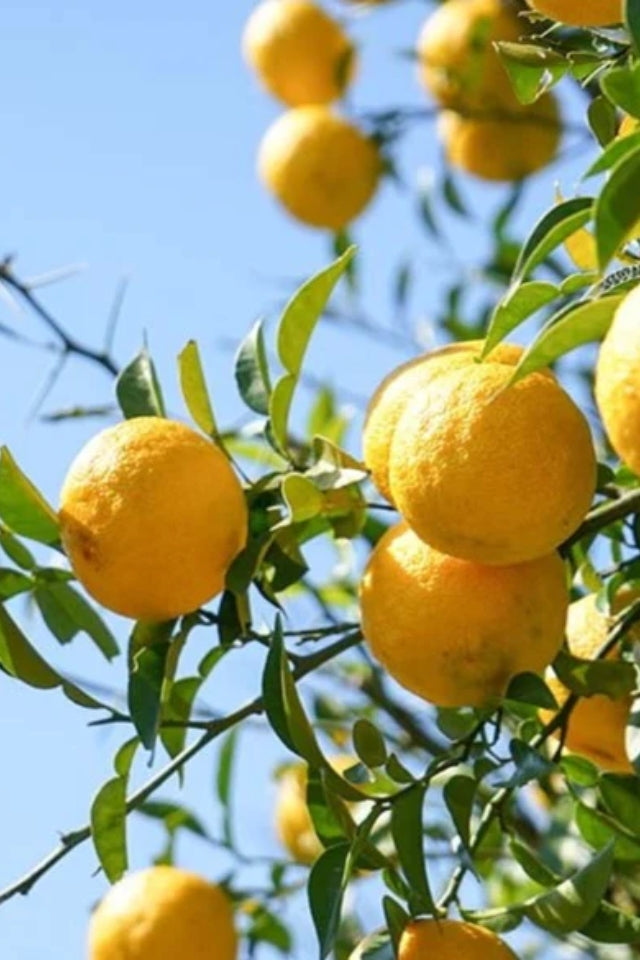 Jimoto Fresh Yuzu & Chilli Dressing