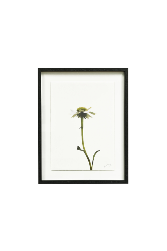 Framed Wall Art - Echinacea