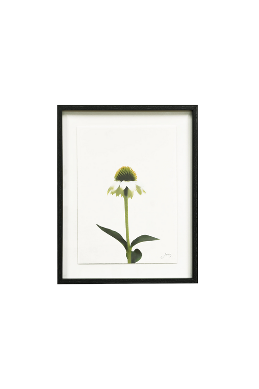 Framed Wall Art - Echinacea