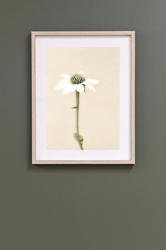 Framed Wall Art - Echinacea