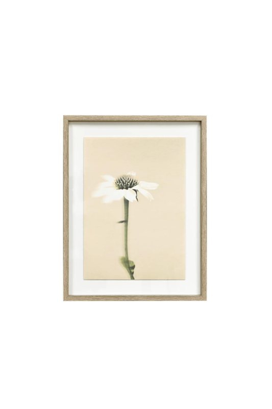 Framed Wall Art - Echinacea