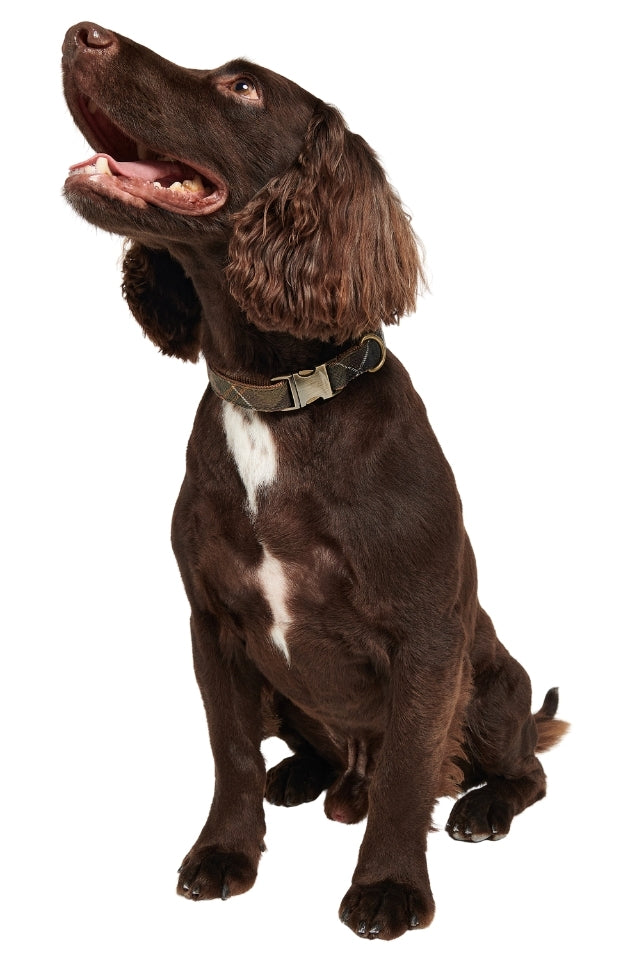 Reflective Tartan Dog Collar - Classic Tartan
