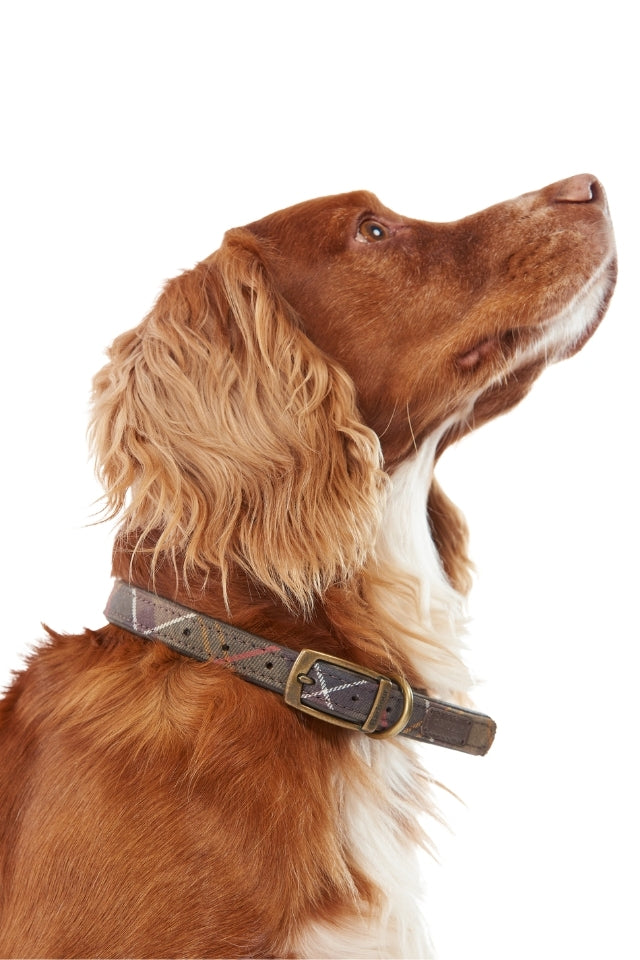 Tartan Dog Collar - Classic Tartan