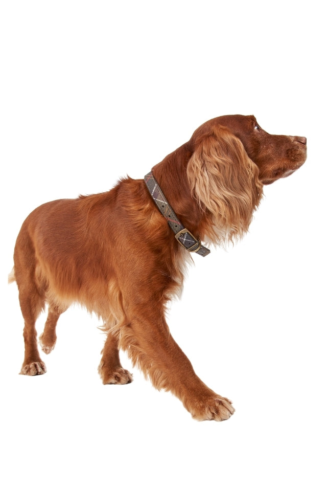 Tartan Dog Collar - Classic Tartan