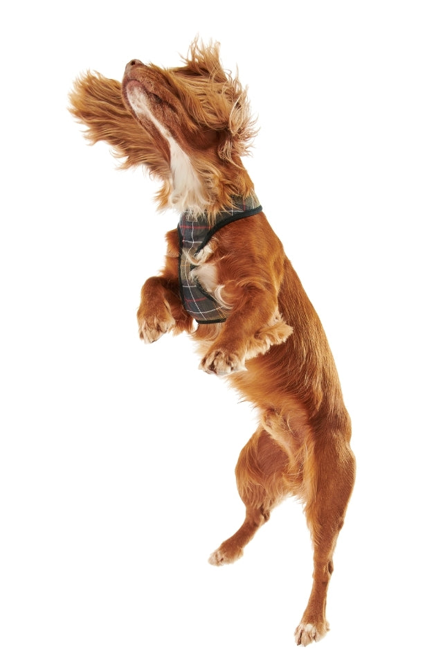 Tartan Dog Harness - Classic Tartan