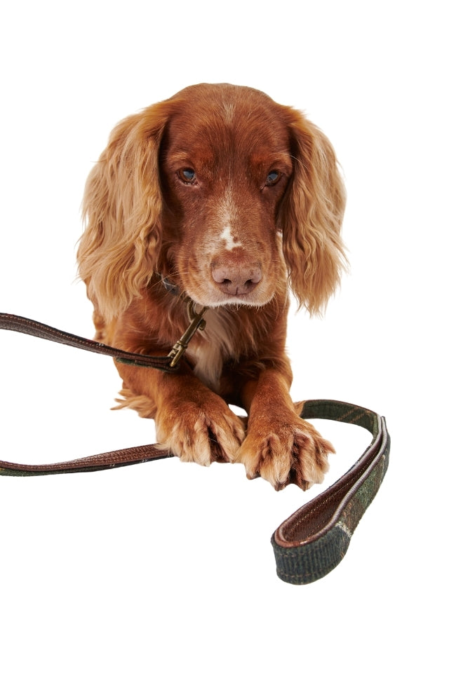 Tartan Dog Lead - Classic Tartan