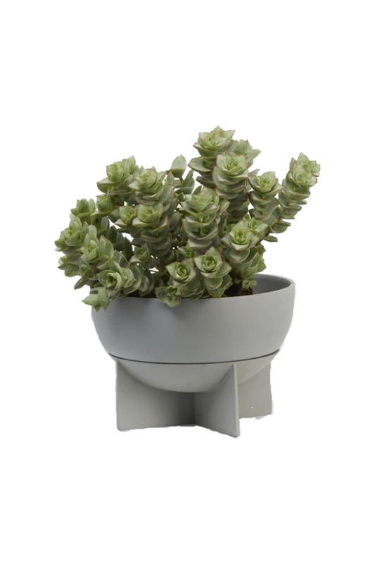 Dome Eros Planter