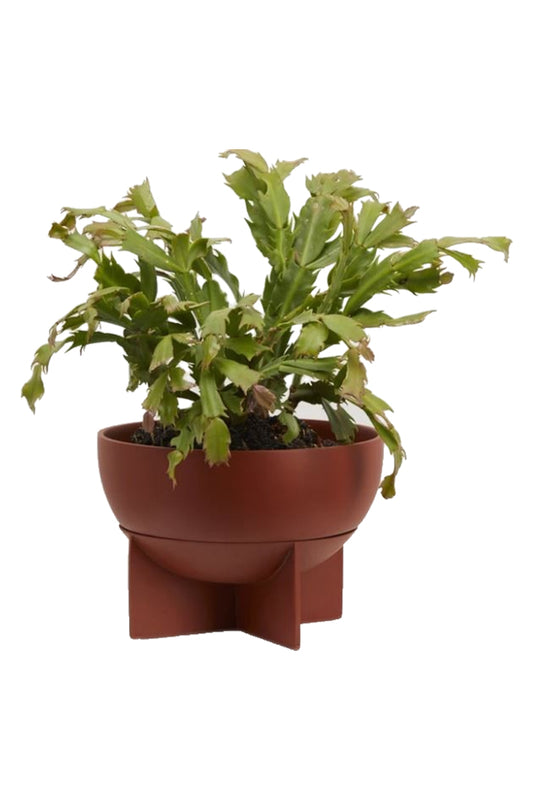 Dome Eros Planter