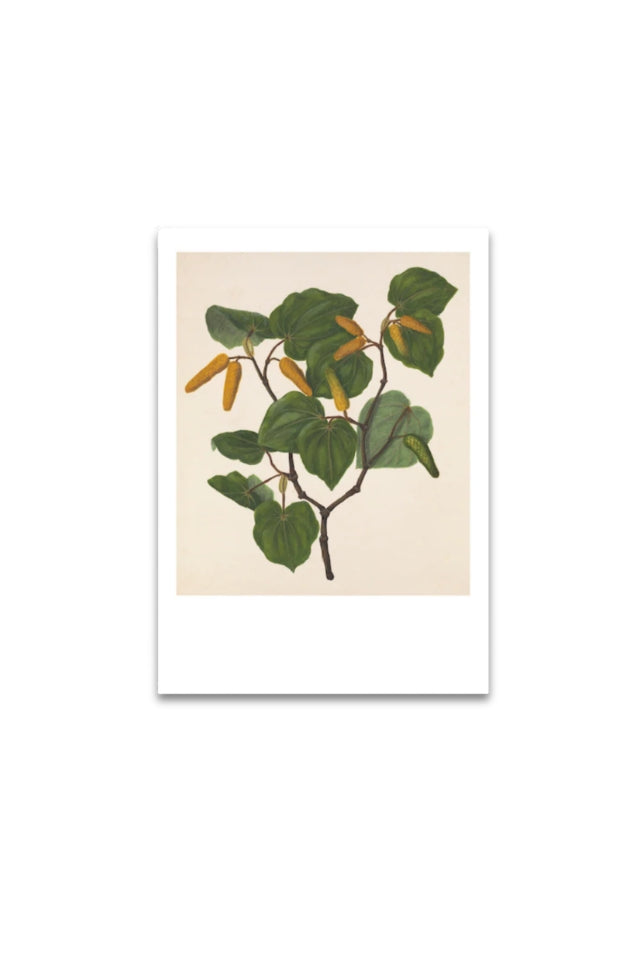 Sarah Featon - Print - Kawakawa