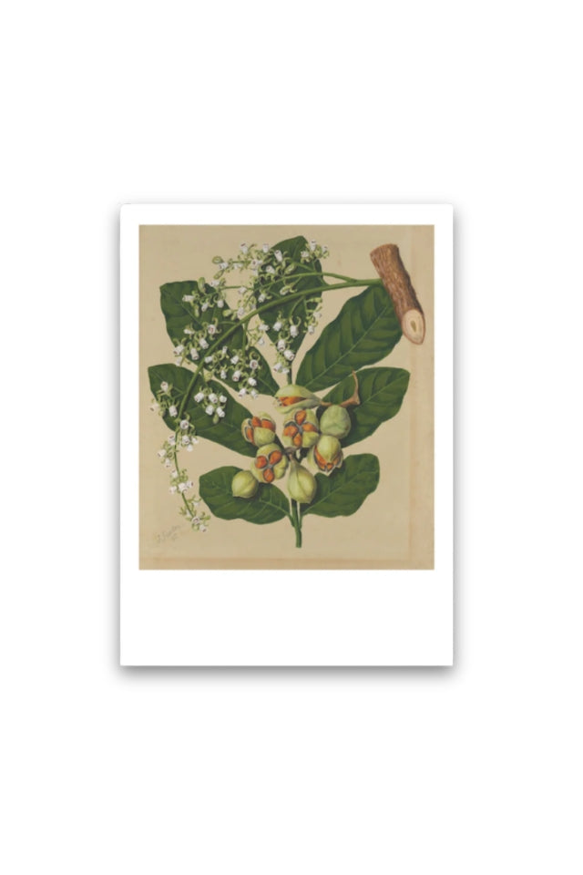Sarah Featon - Print - Kohekohe