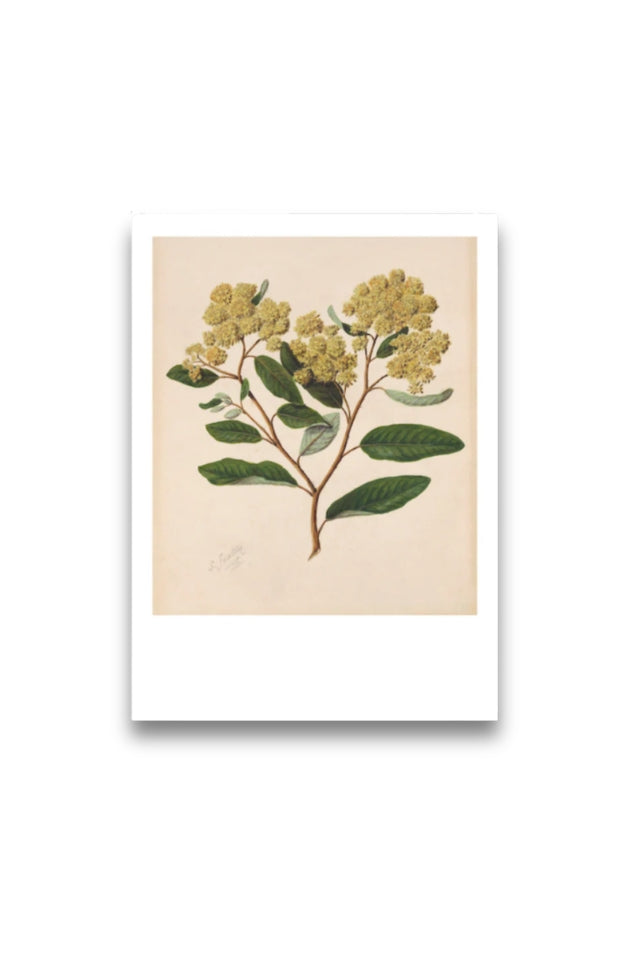 Sarah Featon - Print - Kumarahou