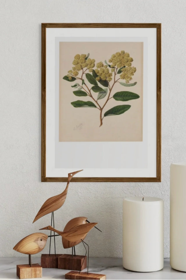 Sarah Featon - Print - Kumarahou