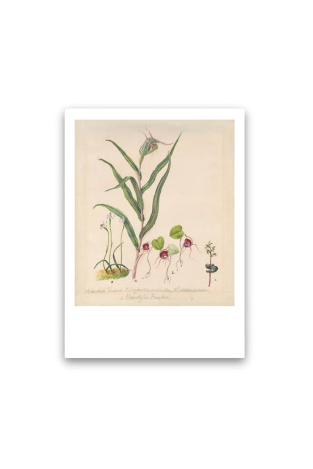 Sarah Featon - Print - Pixie Cap Orchid