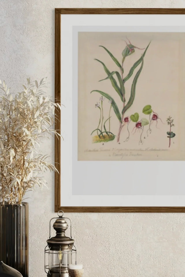 Sarah Featon - Print - Pixie Cap Orchid