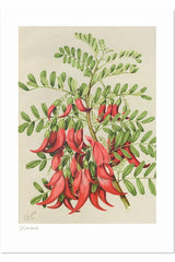 100% NZ Botanical Illustration - Kakabeak A3 Print